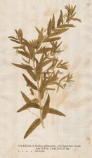 Hedgehyssops gnadenkräuter - hedgehyssops,