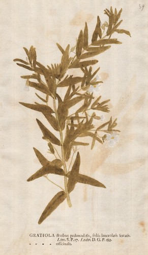 Hedgehyssops gnadenkräuter - hedgehyssops,