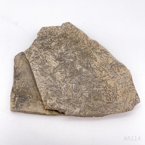 Pecopteris fossilien platte - fossilien,