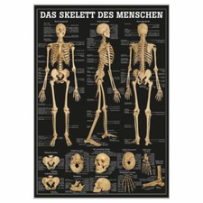 Skelett des Menschen Lehrtafel