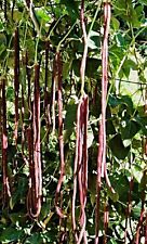 rote Spargelbohne "Metro Purple Pod" Samen, Vigna sesquipedalis, bis 1,0m lang