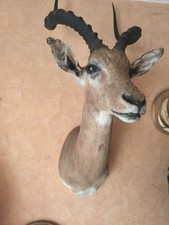Impala-Antilope