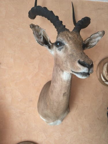 Impala-Antilope