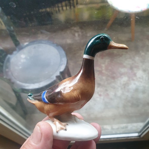 Porzellan ente 1762 cm - porzellan,