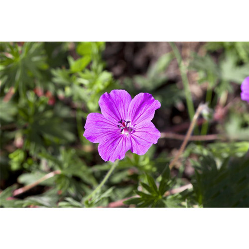 Geranium sanguineum tiny - geranium,