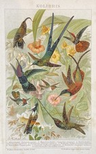 Originalgrafik Fauna Vögel