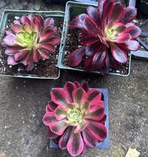 3 For  $25  Free Shiping