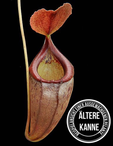 Nepenthes singalana tenuis - nepenthes,