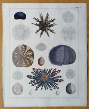 Seeigel großer Originaldruck Oken Folio - 1843