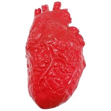 Menschliches Herz Modell -