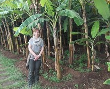 Frosthärteste Musa weltweit Japanische Faserbanane für den garten Obstbäume Deko
