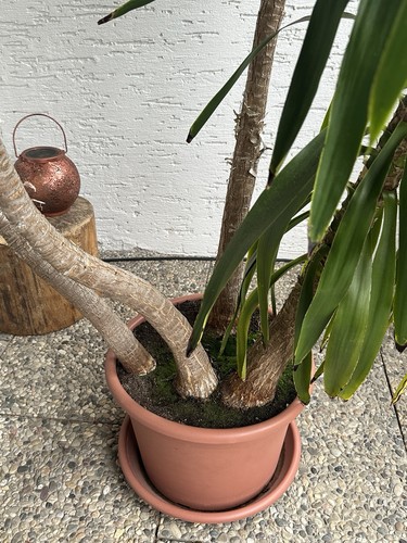 Riesenpalmlilie yucca palme - (,