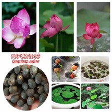 10 Samen Seed Lotus