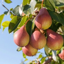 Säulen-Birnenbaum Obelisk -