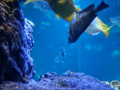 Tropische unterwasserfische - unterwasserfische, im