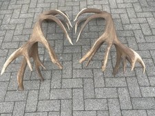 Abwurfstangen rothirsch deko - abwurfstangen, .