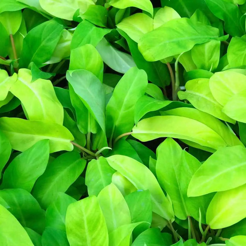 Philodendron lemon lime - philodendron,