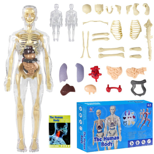 Anatomie modell für kinder - modell,