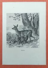 Rehfamilie Reh Capreolus capreolus  Steindruck von 1882  Jagd  Deiker 