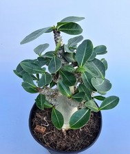 Sehr schöne Adenium Baobab