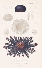 Echinus mammilatus Seeigel sea