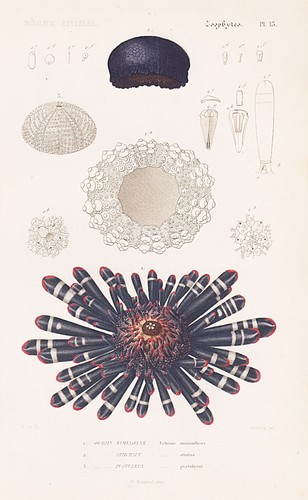 Echinus mammilatus seeigel sea - echinus,