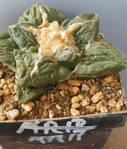 Ariocarpus auf eigenen - ariocarpus,