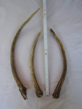 3x Geweihstange Rotwild- Spieser. Länge 30/32/42cm. 470 Gramm