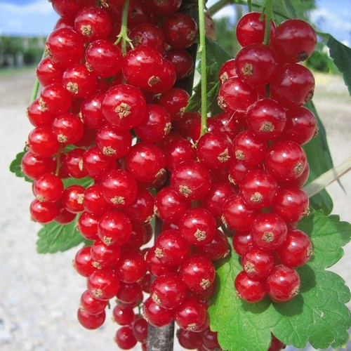 Rovada rote johannisbeere - rovada,