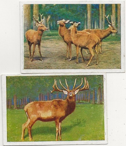 Sammelbilder wapiti - sammelbilder,