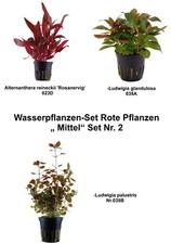 Wasserpflanzen Set 3 Stk.  rote Pflanzen Sahawa Nr. 2+ 2 Mooskugeln 1-2cm