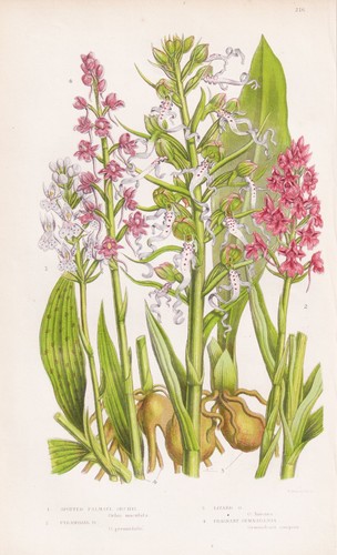 Orchis maculata knabenkraut - orchis,