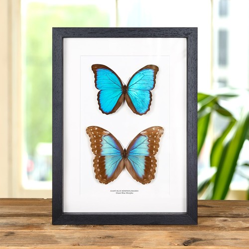 Riesiges blaues morpho - riesiges,