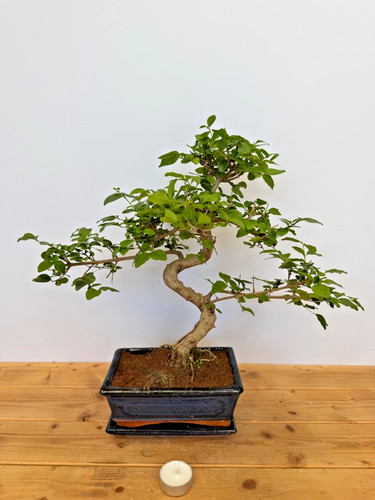 Bonsai zimmerbonsai - bonsai,