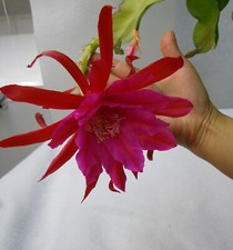 Epiphyllum KarminROT Hybride