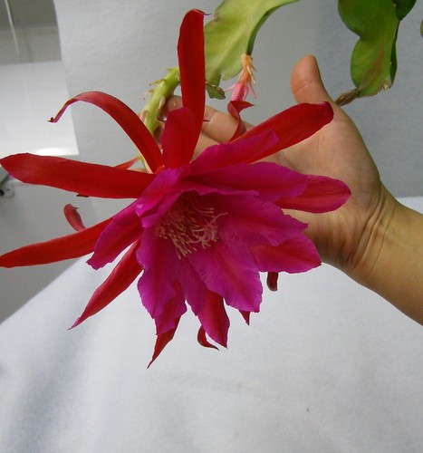 Epiphyllum karminrot hybride - karminrot,