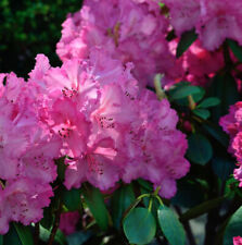 INKARHO - Großblumige Rhododendron Haithabu® 40-50cm - Alpenrose