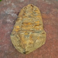 Fossile Trilobit Trilobiten