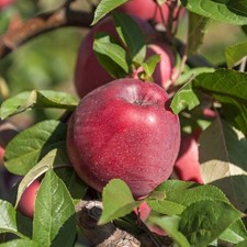 Säulen - Apfelbaum Dejavu im