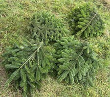 10 Tannen Zweige Tannengrün