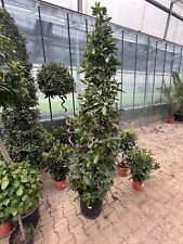 Echter Gewürzlorbeer - Laurus nobilis Echter Lorbeer Laurus Verschiedene Größen