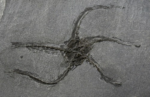 Devon ophiurina lymani - devon,