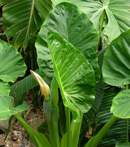 Alocasia macrorrhiza 80cm - macrorrhiza, |