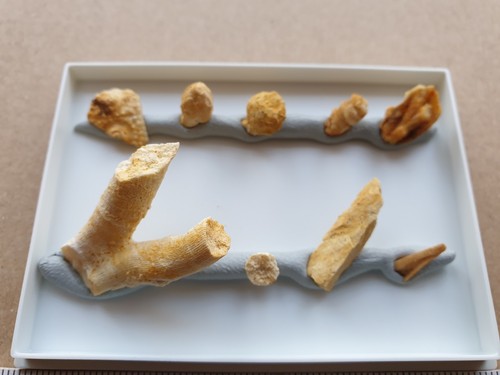 Fossilien schwämme seeigel - fossilien,