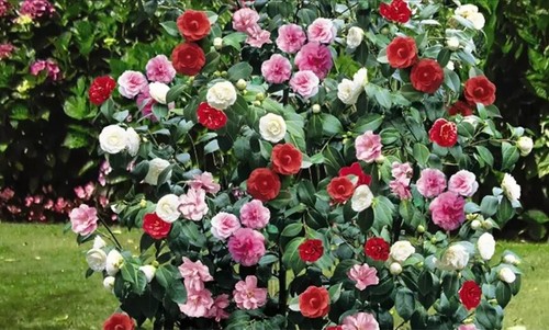 Kamelie - , japonica)