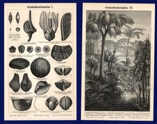 Druck Fossilien 1897 -