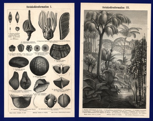 Druck fossilien 1897 - fossilien,
