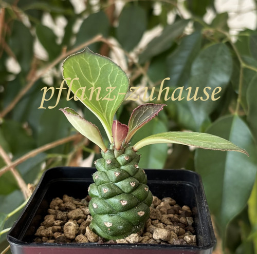 Euphorbia ritchiei monadenium - euphorbia, (monadenium