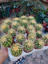 Cactus echinocactus grusonii - cactus,