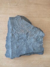 Fossil in Schiefer, Sonne